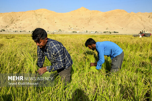 طلای زرد در دل تشنگی؛ برداشت برنج در سرله میداوود