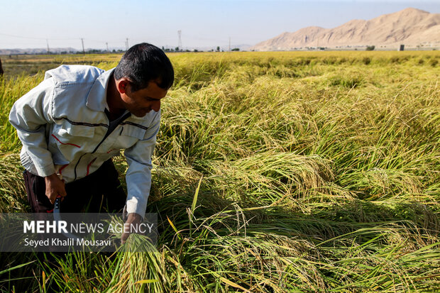 طلای زرد در دل تشنگی؛ برداشت برنج در سرله میداوود