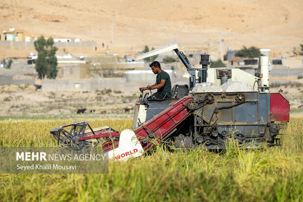گرانی برنج از مزارع خوزستان تا بازی‌های مافیایی بازار