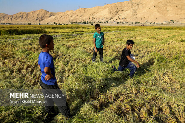 گرانی برنج از مزارع خوزستان تا بازیهای مافیایی بازار