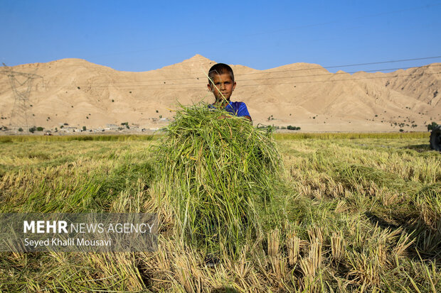 طلای زرد در دل تشنگی؛ برداشت برنج در سرله میداوود