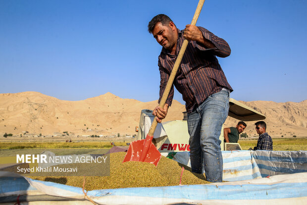 طلای زرد در دل تشنگی؛ برداشت برنج در سرله میداوود