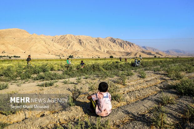 طلای زرد در دل تشنگی؛ برداشت برنج در سرله میداوود