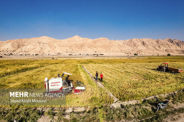 طلای زرد در دل تشنگی؛ برداشت برنج در سرله میداوود