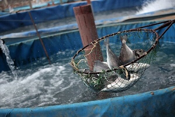 شیلات چابهار؛ موتور محرک اقتصاد دریامحور جنوب شرق ایران