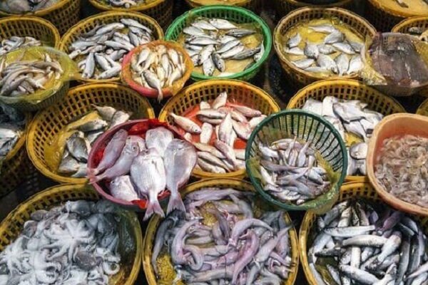 ساحلِ پنهانِ غرب کشور؛ روایت جهش ۵۰۰ برابری «آبزیپروری» در کرمانشاه