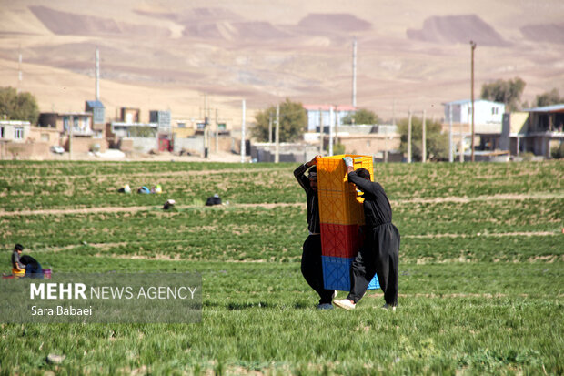 برداشت طلای سرخ از دشت های کرمانشاه