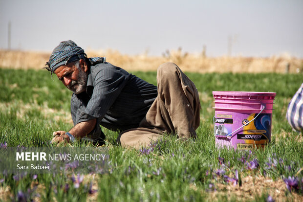 کرمانشاه در آستانه تبدیل به قطب زعفران؛خامفروشی بزرگترین مانع توسعه