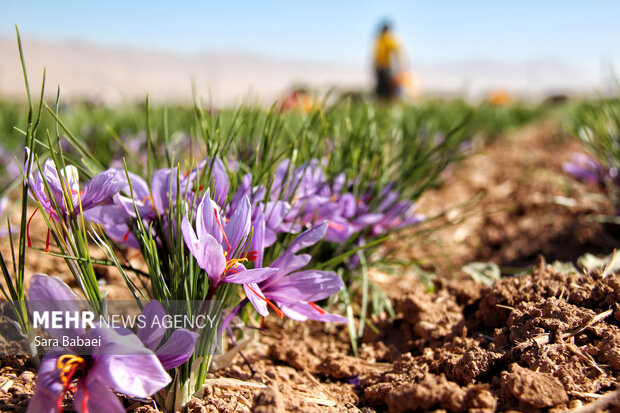 برداشت طلای سرخ از دشت های کرمانشاه