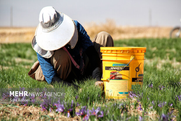 برداشت طلای سرخ از دشت های کرمانشاه