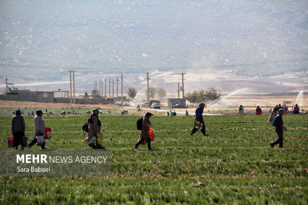 برداشت طلای سرخ از دشت های کرمانشاه