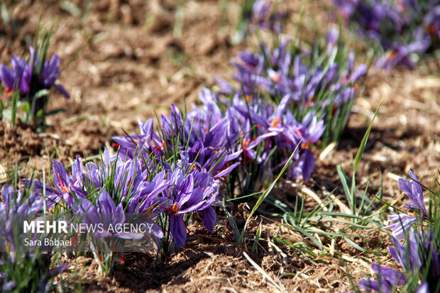 برداشت طلای سرخ از دشت های کرمانشاه