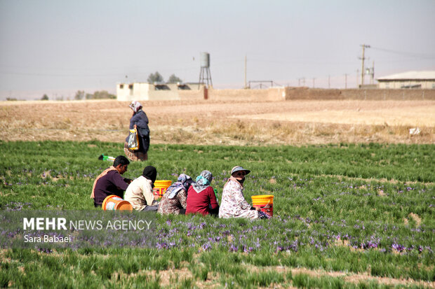 برداشت طلای سرخ از دشت های کرمانشاه