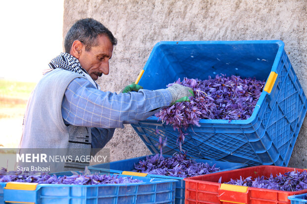 برداشت طلای سرخ از دشت های کرمانشاه