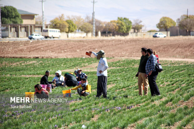 برداشت طلای سرخ از دشت های کرمانشاه