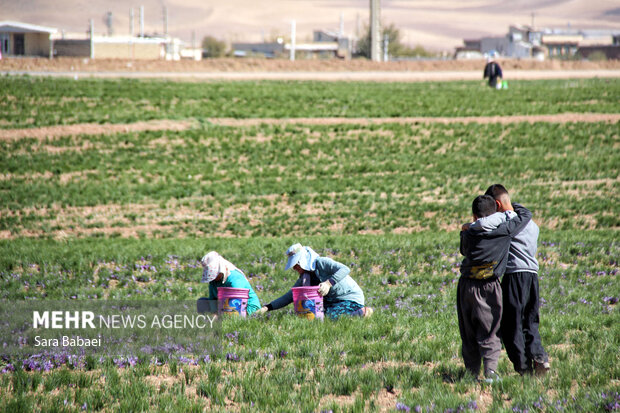 برداشت طلای سرخ از دشت های کرمانشاه