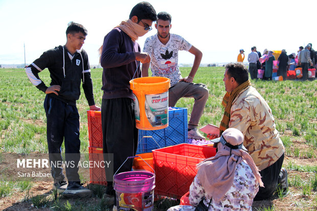 برداشت طلای سرخ از دشت های کرمانشاه