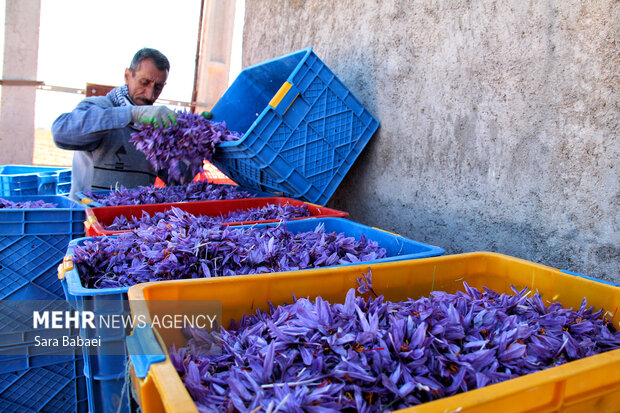 برداشت طلای سرخ از دشت های کرمانشاه