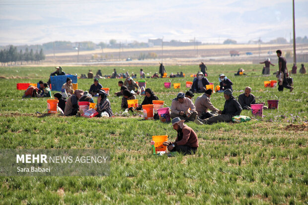 برداشت طلای سرخ از دشت های کرمانشاه