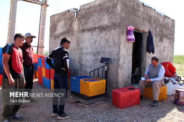 برداشت طلای سرخ از دشت های کرمانشاه