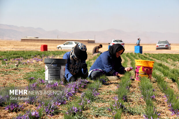 برداشت طلای سرخ از دشت های کرمانشاه