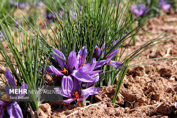 برداشت طلای سرخ از دشت های کرمانشاه