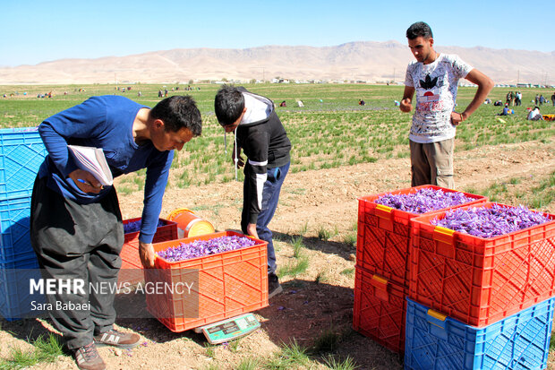 برداشت طلای سرخ از دشت های کرمانشاه