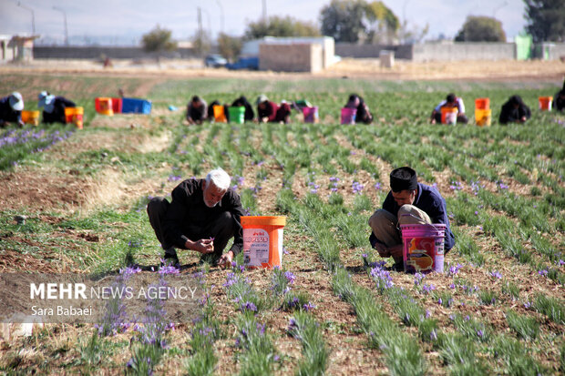برداشت طلای سرخ از دشت های کرمانشاه