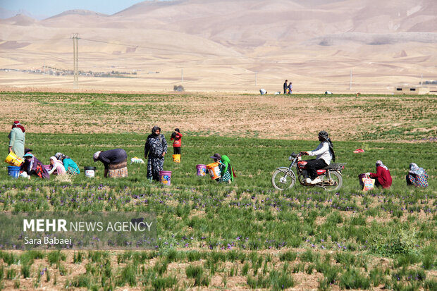 برداشت طلای سرخ از دشت های کرمانشاه