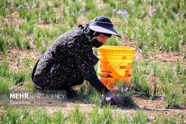برداشت طلای سرخ از دشت های کرمانشاه