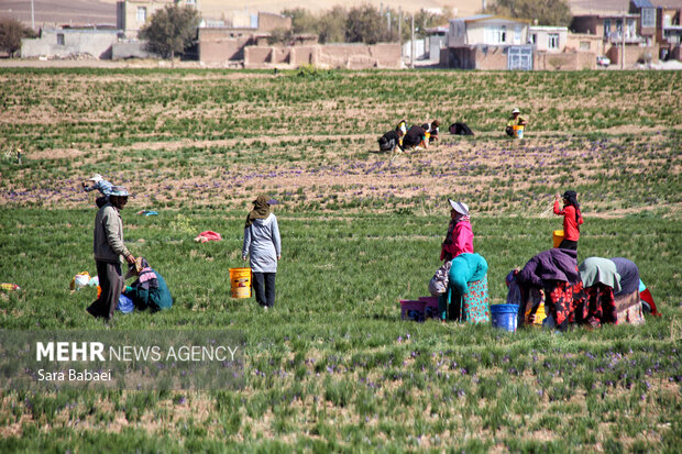 برداشت طلای سرخ از دشت های کرمانشاه