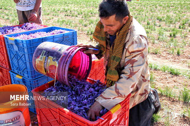 برداشت طلای سرخ از دشت های کرمانشاه