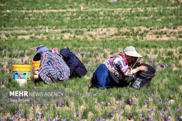 برداشت طلای سرخ از دشت های کرمانشاه