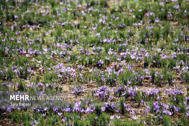 برداشت طلای سرخ از دشت های کرمانشاه