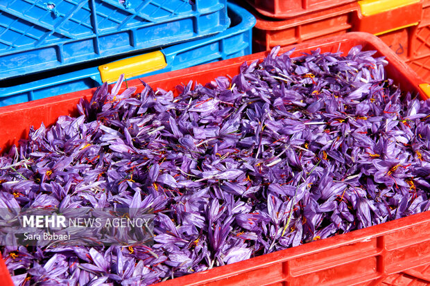 برداشت طلای سرخ از دشت های کرمانشاه