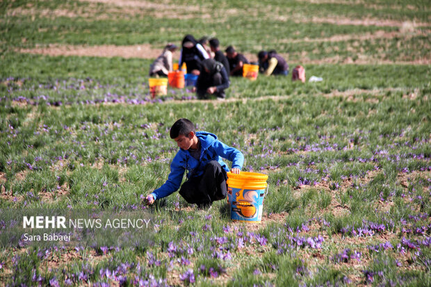 برداشت طلای سرخ از دشت های کرمانشاه