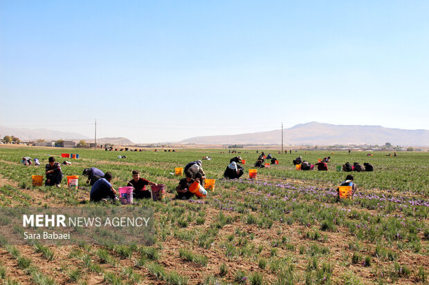 برداشت طلای سرخ از دشت های کرمانشاه