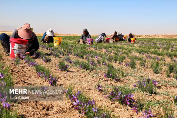 برداشت طلای سرخ از دشت های کرمانشاه