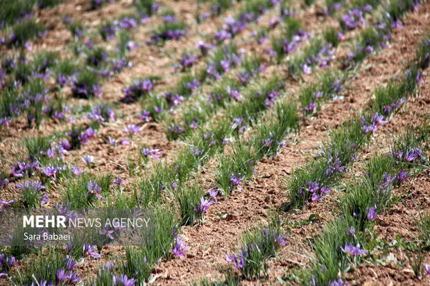 برداشت طلای سرخ از دشت های کرمانشاه