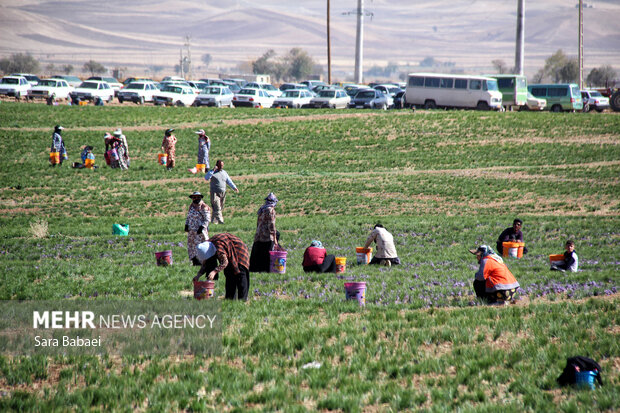 برداشت طلای سرخ از دشت های کرمانشاه