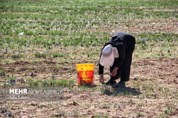 برداشت طلای سرخ از دشت های کرمانشاه
