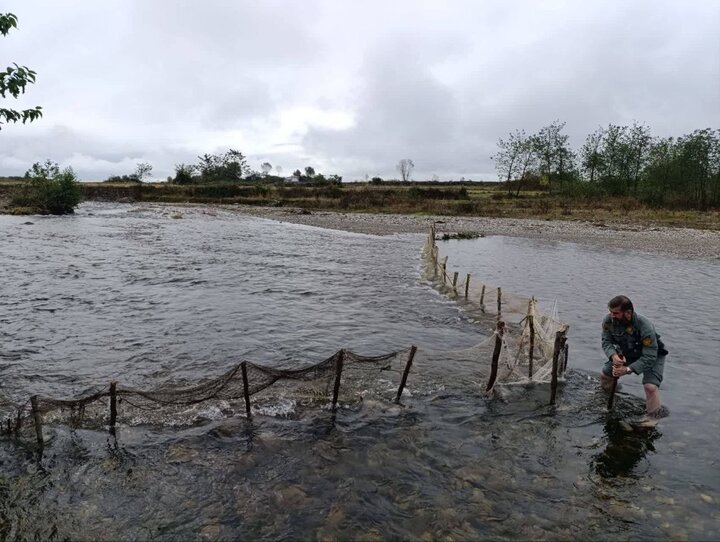 خودکار: سد غیرمجاز ماهیگیری در رودخانه ناورود تالش جمع آوری شد
