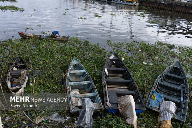 او با دست، سنبلهای آبی که مسیر عبور او را سد کرده است ،کنار میزند تا راهی به اسکله باز کند.
