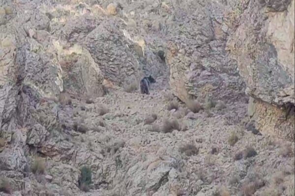 زيست،خرس،فيروزكوه،محيطي،حيات،مشاهده،حفاظت،محيط