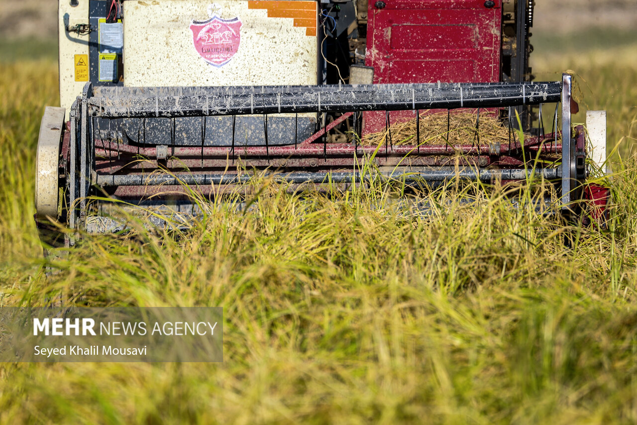 عزیزان: برداشت برنج‌در سطح ۳۳۰۰ هکتار از اراضی ایلام آغاز شد