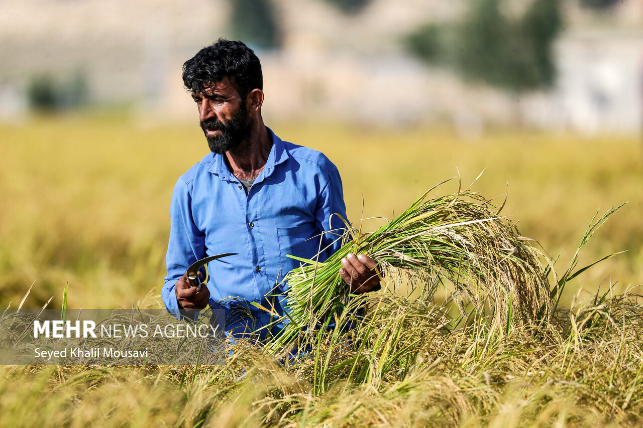 برداشت،نكشيدند