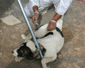 ۱۸۰ هزار راس دام علیه بیماری های دامی و مشترک در تفرش ایمن‌سازی شدند