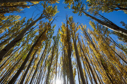 Hemedan'dan sonbahar manzarası