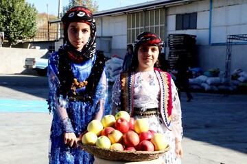جشنواره سیب بروجرد برگزار شد