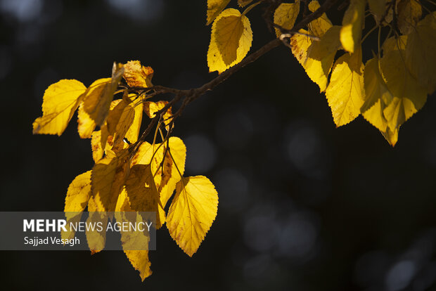 خزان هزار رنگ؛ همدان